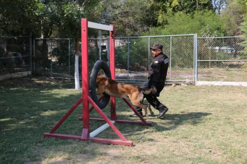 De compañeros a familia: policía de GE adopta a Junior, canino retirado