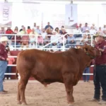 Desarrollo Rural de Tamaulipas alista el segundo concurso del novillo gordo