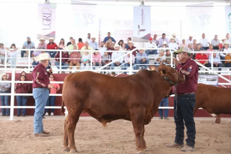 Desarrollo Rural de Tamaulipas alista el segundo concurso del novillo gordo