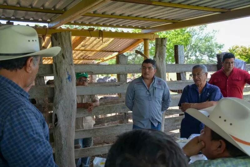 En Aldama y Altamira inicia proyecto de mejora genética con tecnología in vitro