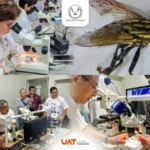 UAT colabora en medidas preventivas contra gusano barrenador en el estado
