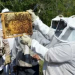 Impulsa Gobierno de Tamaulipas el relevo generacional en la apicultura