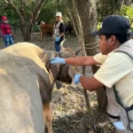 Acción inmediata y coordinada ante caso de gusano barrenador de ganado