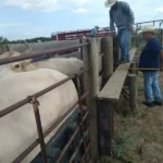 Refuerzan en Nuevo Laredo vigilancia sanitaria para apoyar a los ganaderos