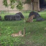 Reitera Zoológico Tamatán compromiso con el cuidado y protección de la fauna