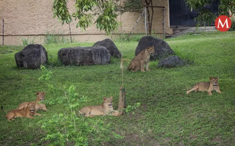 Reitera Zoológico Tamatán compromiso con el cuidado y protección de la fauna