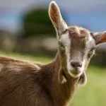 El festival del cabrito, es un sabor que enamora, opina Secretaría de Turismo