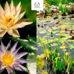 Colabora UAT en la conservación de humedales y ecosistemas acuáticos