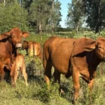 Refuerza Gobierno blindaje sanitario para proteger los hatos ganaderos