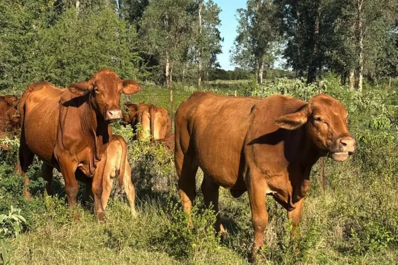 Refuerza Gobierno blindaje sanitario para proteger los hatos ganaderos