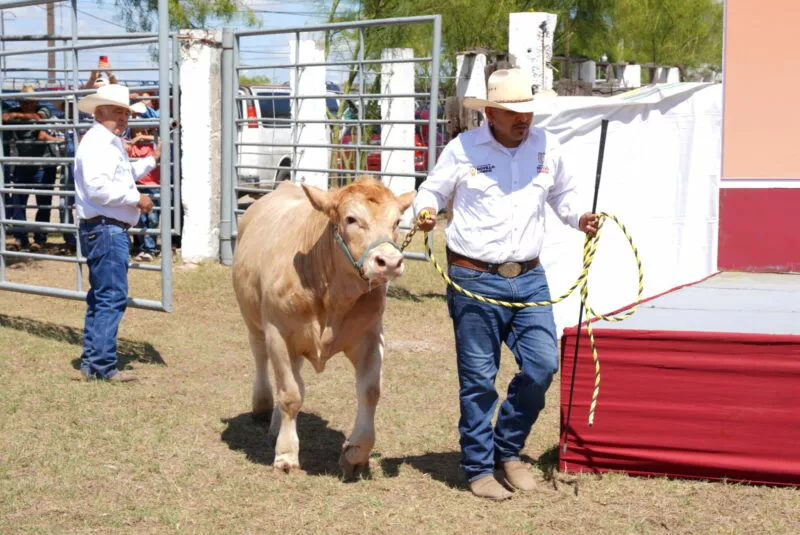 Abre gobierno municipal convocatoria para la mejora genética del ganado
