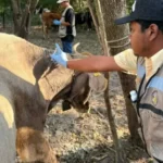 Altamira y Llera son declarados libres del gusano barrenador en el ganado
