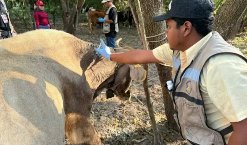 Altamira y Llera son declarados libres del gusano barrenador en el ganado