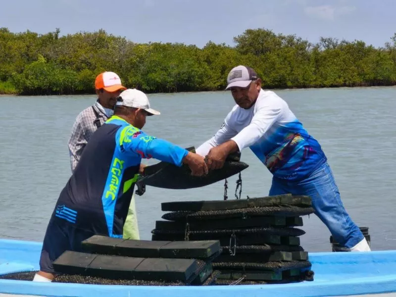 En Aldama realizan acciones para el crecimiento de las granjas del ostión