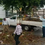 Árboles caídos por la intensa lluvia son retirados y la alcaldía limpia desagües