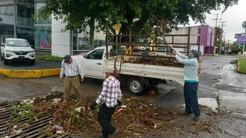 Árboles caídos por la intensa lluvia son retirados y la alcaldía limpia desagües
