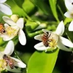 Arranca UAT trabajos para protección legal y certificación de miel de azahar