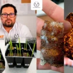 Patenta UAT bioplásticos que sirven para recuperan los suelos erosionados